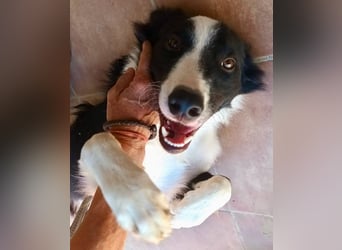Sully - Border Collie Mischling - neugierig, lernfreudig, offen
