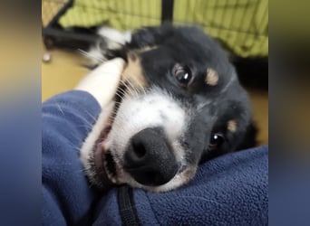 Charles ein vitaler Kerlchen