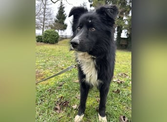 Louis ein freundlicher Schatz