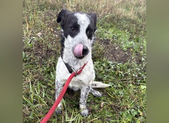 Kevin wie aus dem Film “Kevin alleine Zuhause”