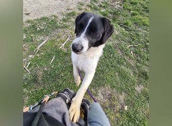 Danko ein sehr freundlicher Rüde