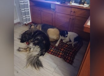 Lunja eine intelligente Hündin für sportliche Menschen