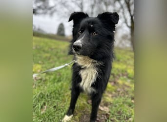 Louis ein freundlicher Schatz