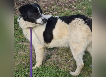 Danko ein sehr freundlicher Rüde