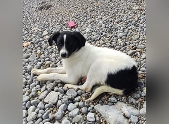 Lunja eine intelligente Hündin für sportliche Menschen