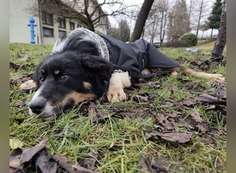 Charles ein vitaler Kerlchen