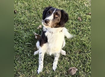 Pickels eine freundliche aktive intelligente Hündin