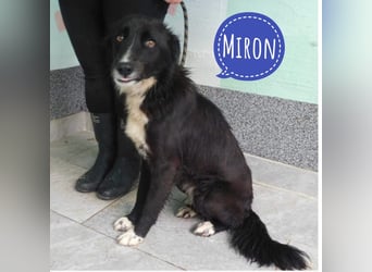 Freundlicher Miron wartet auf seine Menschen