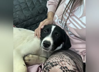 Lunja eine intelligente Hündin für sportliche Menschen