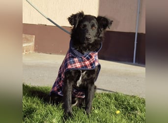 Lapia eine wundervolle schwarze Perle