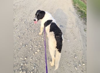 Danko ein sehr freundlicher Rüde