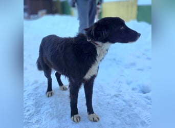 Freundlicher Miron wartet auf seine Menschen