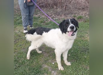 Danko ein sehr freundlicher Rüde