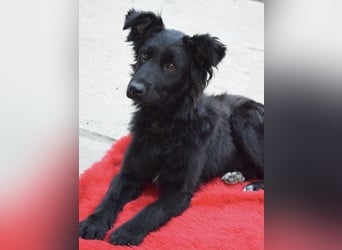 Lapia eine wundervolle schwarze Perle