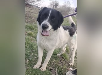 Danko ein sehr freundlicher Rüde