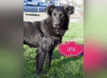 Lapia eine wundervolle schwarze Perle