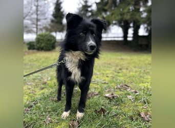 Louis ein freundlicher Schatz