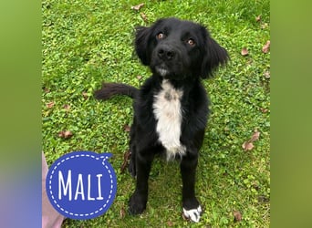 Mali ein liebevoller Traumwesen