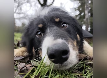 Charles ein vitaler Kerlchen