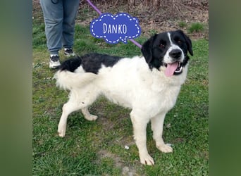 Danko ein sehr freundlicher Rüde