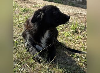 Bobi ein wundervoller Rüde Bobi ein wundervoller Rüde