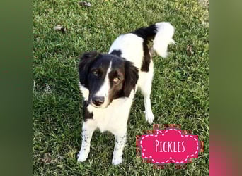 Pickels eine freundliche aktive intelligente Hündin