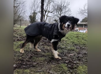 Charles ein vitaler Kerlchen