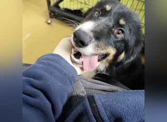 Charles ein vitaler Kerlchen