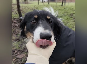 Charles ein vitaler Kerlchen