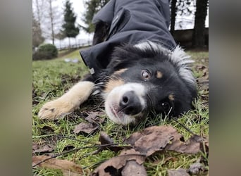 Charles ein vitaler Kerlchen