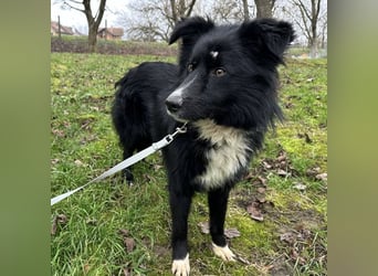 Louis ein freundlicher Schatz