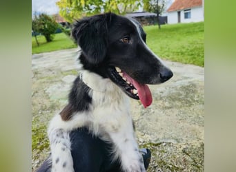 Pickels eine freundliche aktive intelligente Hündin