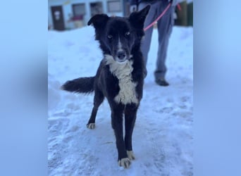 Freundlicher Miron wartet auf seine Menschen