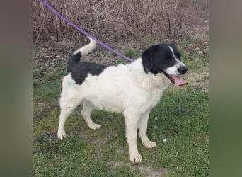 Danko ein sehr freundlicher Rüde