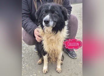 Collieen eine sanfte wundervolle