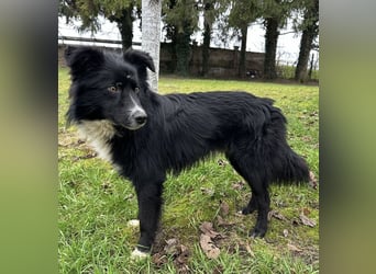 Louis ein freundlicher Schatz