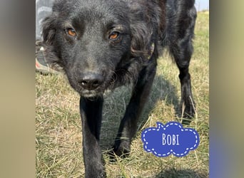 Bobi ein wundervoller Rüde Bobi ein wundervoller Rüde
