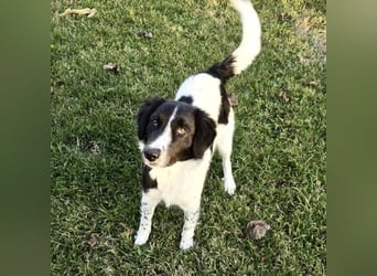 Pickels eine freundliche aktive intelligente Hündin