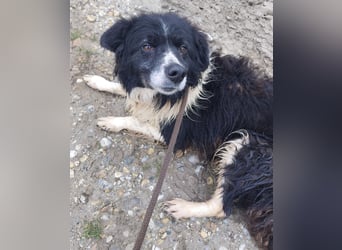 Collieen eine sanfte wundervolle