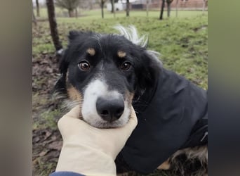 Charles ein vitaler Kerlchen