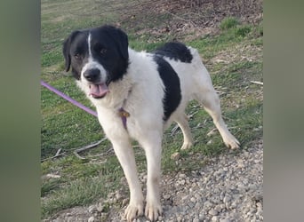 Danko ein sehr freundlicher Rüde