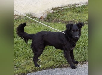 Lapia eine wundervolle schwarze Perle