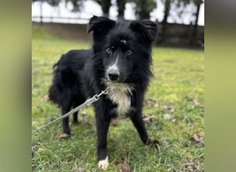 Louis ein freundlicher Schatz