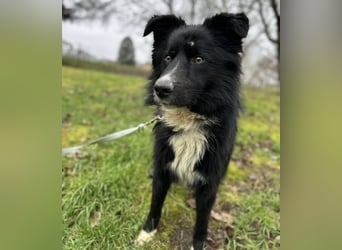 Louis ein freundlicher Schatz