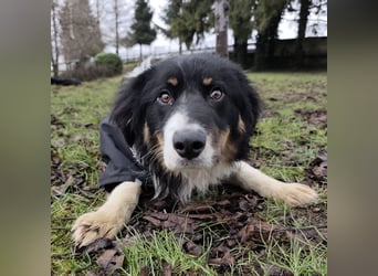 Charles ein vitaler Kerlchen