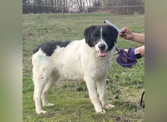 Danko ein sehr freundlicher Rüde