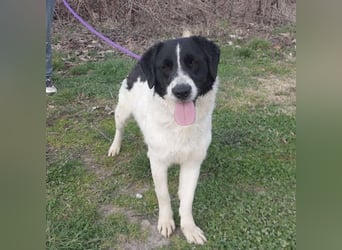 Danko ein sehr freundlicher Rüde