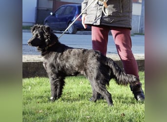 Lapia eine wundervolle schwarze Perle