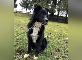 Louis ein freundlicher Schatz