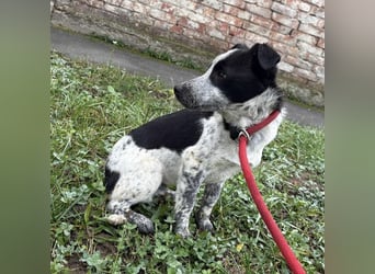 Kevin wie aus dem Film “Kevin alleine Zuhause”